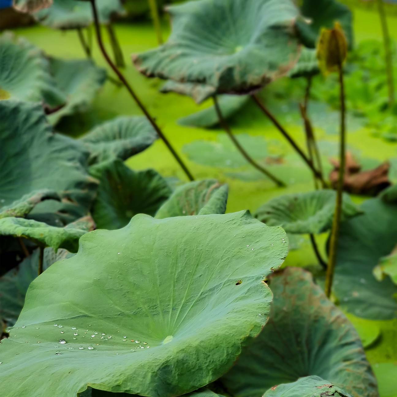 Jeju Nelumbo Nucifera Leaf Extract G1-MIJ (H) image 2